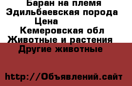 Баран на племя.Эдильбаевская порода › Цена ­ 15 000 - Кемеровская обл. Животные и растения » Другие животные   